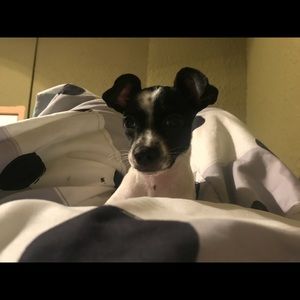 Meet your Posher, Rachel